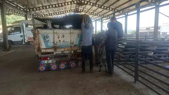 Gediz'de hayvan pazarı her pazartesi hizmet verecek
