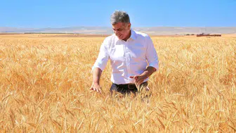 ETİ, kuraklığa dayanıklı Kanatlı Buğdayı’nın tohumluk hasadını başarıyla tamamladı