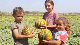Hatay’da kavun hasadı devam ediyor: Tarlada fiyat 10 TL, manavda 40 TL'ye kadar çıkıyor