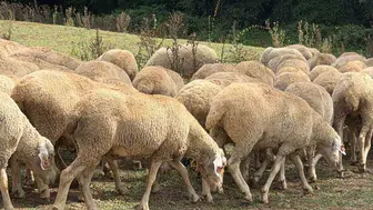 Düzce'de küçükbaş hayvancılığa büyük destek: 100 yeni hayvan yetiştiricilere teslim edildi