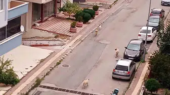 Atakum'da başıboş köpeklerin yarattığı tedirginlik artıyor