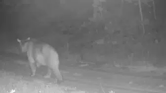 Çankırı ormanlarında yiyecek peşindeki ayı fotokapanla görüntülendi