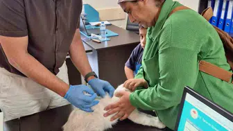 Hatay'da kuduz aşılama çalışmaları devam ediyor