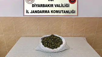 Diyarbakır’da 253 bin kök kenevir ve 42 kilo esrar ele geçirildi