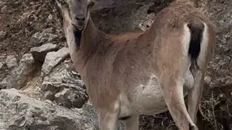 Keban ilçesinde dağ keçileri ilçe merkezine yakın görüntülendi