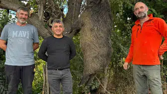 Bilecik’te 350 kiloluk dev domuz avcılar tarafından vuruldu
