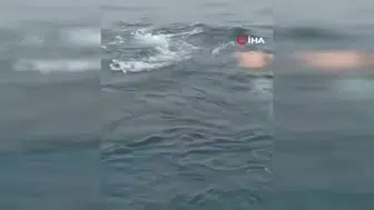 Bir balıkçı, Pasifik Okyanusu'nda ağa takılan balinayı hayata döndürdü