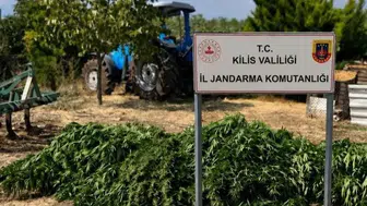 Kilis'te 40 kilo 500 gram kubar esrar ve 65 kök kenevir ele geçirildi