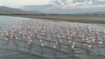 Erçek Gölü'nde gecikmeli flamingo ziyaretleri başlıyor
