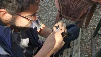 Antalya'da orman yangınından etkilenen hayvanlara veteriner desteği