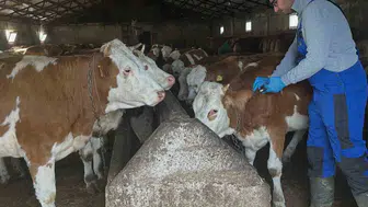 Aydıntepe'de şap aşılama çalışmaları günbuldu ve kavlatan'da yapıldı
