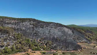 Muğla’da yangın felaketi: 150 hektar alan zarar gördü