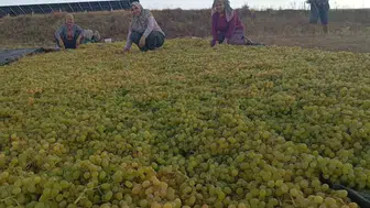 Manisa'da üzümde fiyat dengesizliği çiftçiyi kuru ürüne yönlendirdi