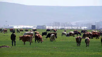 Erzurum'da hayvancılık destekleme başvuruları başladı