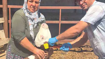 Bor ilçesinde büyükbaş hayvanlar için aşılama çalışmaları başladı