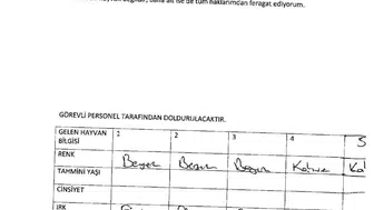 Köşk Belediyesi’nden sokak köpekleriyle ilgili zehirlenme iddialarına yanıt