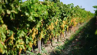 Manisa'da bağbozumu şenlikleri başladı: Üzüm rekoltesi bu yıl oldukça yüksek