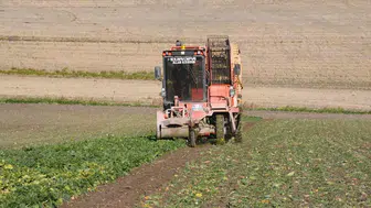 Yozgat'ta şeker pancarı hasadı başladı, çiftçiler umutlu