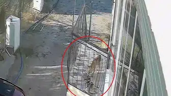 Güvenlik kamerası görüntüleri şaşırttı: Kapının önünde terlik hırsızı tilki var