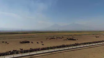 Iğdır’da TİGEM Angus sığırları Kırsalda Bereket Projesiyle dağıtılıyor