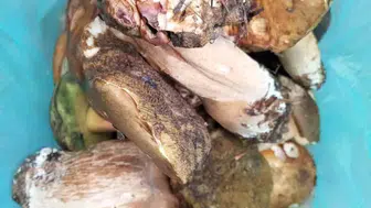 Sinop’ta yağışlar mantar bereketini artırdı