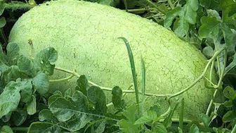 Beyağaç karpuzunun tarihi ve yeniden canlanma potansiyeli