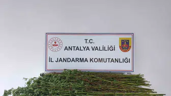 Serik’te jandarma kenevir operasyonu, 80 kök ele geçirildi