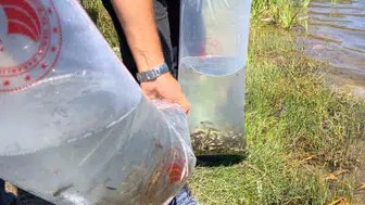 Karabük'te 105 bin yavru balık ile göletler canlanıyor