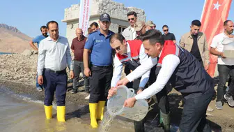 Şırnak'ta 800 bin yavru şabut balığı Ilısu Baraj Gölü'ne bırakıldı