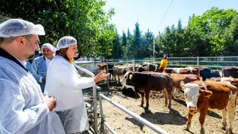 Afyonkarahisar'dan et üretiminde dev adım: YÜNTAŞ Besi Çiftliği açıldı