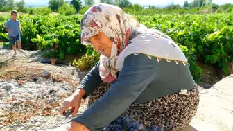 Cimin üzümünün ustası Güldursun teyze: 75 yılın emeği bağlarda hayat buluyor
