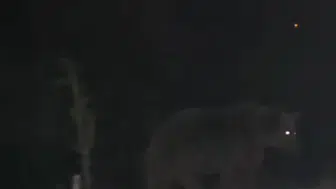 Tunceli'de ayılar ilçe merkezinde dolaşırken görüntülendi