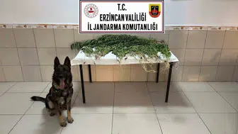 Erzincan'da uyuşturucu operasyonu: 227 kök kenevir ve iki tutuklama