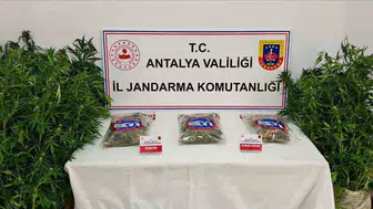 Gazipaşa'da yasa dışı kenevir operasyonu: 146 kök ele geçirildi