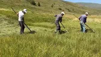 Ardahan'da sağanak yağışlar tarımsal faaliyetleri aksattı: Çiftçiler dayanışma gösterdi