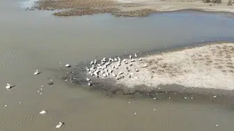 Karacabey'de pelikanların göl üzerindeki eşsiz dansı göz kamaştırıyor