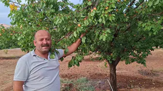 Malatya'da hasattan aylar sonra dalında kayısıların görünmesi dikkat çekti