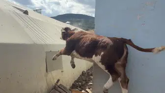 Çankırı'da kamyona binmek istemeyen dana paniğe neden oldu