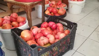 Elazığ'ın ata tohumu domatesleri doğallığı ve iriliğiyle göz dolduruyor