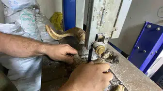 Sivas'ın kemik tarak ustası, geleneksel el sanatını yaşatmaya çalışıyor