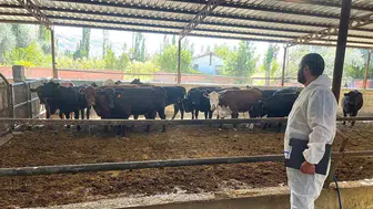 Afyonkarahisar'da büyükbaş hayvancılık denetimleri başladı