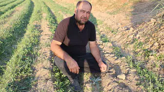 Aydın enginarında yeni sezon heyecanı: Üreticiler fideleri toprakla buluşturdu