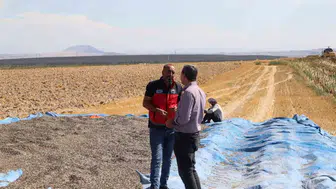 Karapınar’da çerezlik ayçiçeği ve patates hasadı devam ediyor
