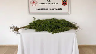 Eyyübiye'de kenevir operasyonu: 8 kök bitki ele geçirildi
