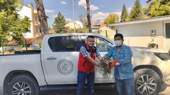 Yaralı puhu kuşu tedavi edilmek üzere güvenli bir yuvaya alındı