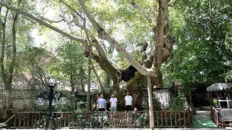 Muğla’daki 854 yıllık anıt çınar, tarihe tanıklık ediyor