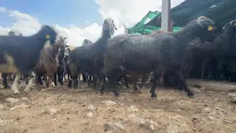 Yörüklerin geleneksel kırkım mesaisi kayboluyor: Koyun kılları kâğıt gibi düşünülüyor