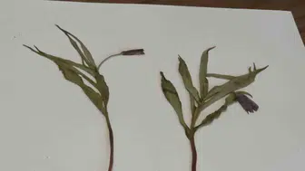 Muş’ta keşfedilen Fritillaria damlana bitkisi uluslararası kayıtlara geçti