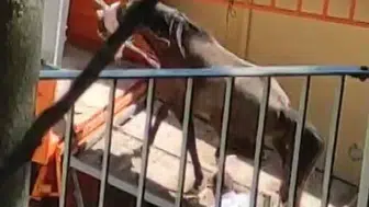 Büyükada'daki son atların sevki hayvanseverleri harekete geçirdi