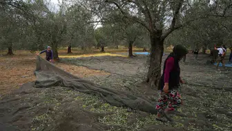 Zeytinyağı fiyatları gerçeği yansıtmıyor: Edremit Ziraat Odası Başkanı Diker'den uyarı